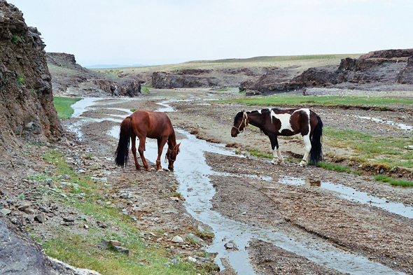 Arts Bogdin nuruu, chevaux