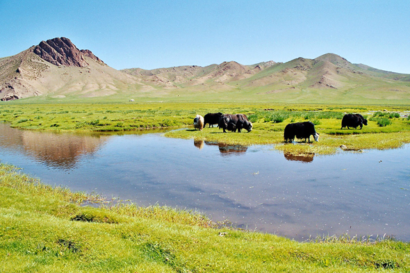 Mongolie, yack
