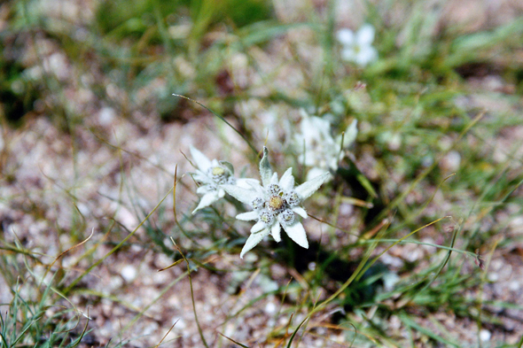 Mongolie, edelweiss