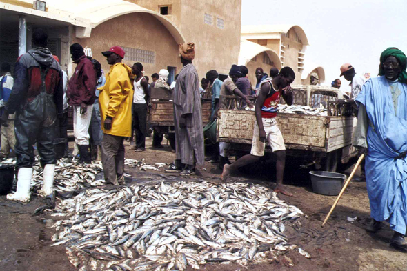 Nouatchott, poissons