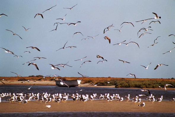 Banc d'Arguin, goëlands