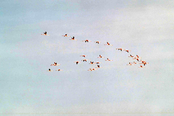 Banc d'Arguin, flamants roses