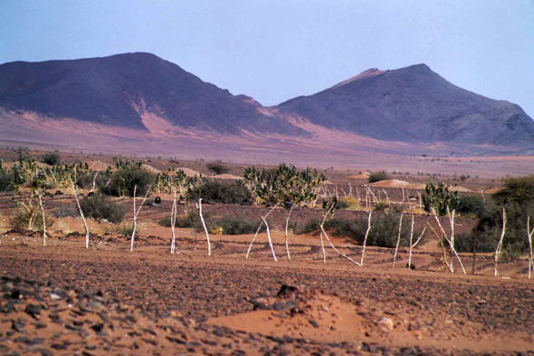 Toueïfilil, oasis