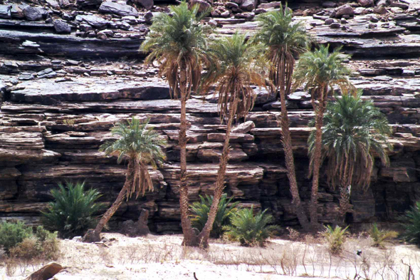 Adrar, palmiers