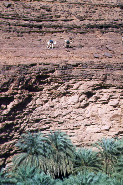 Oasis de Terjit, Mauritanie