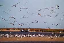 Banc d'Arguin, go&euml;lands