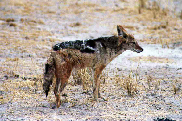 Namibie, chacal