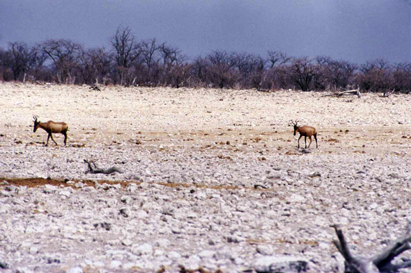 Namibie, bubales