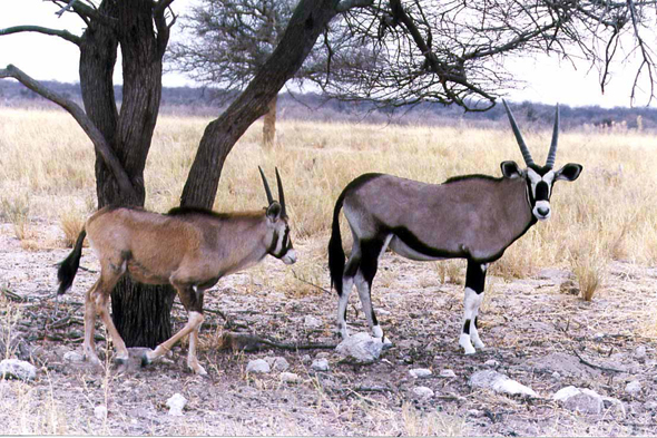Namibie, oryx