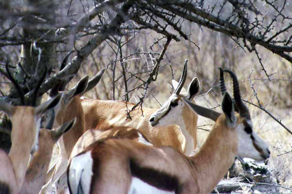 Namibie, springbok