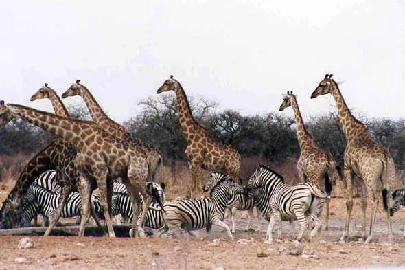 Etosha, girafe, zèbre