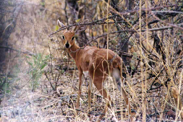 Etosha, steenbok