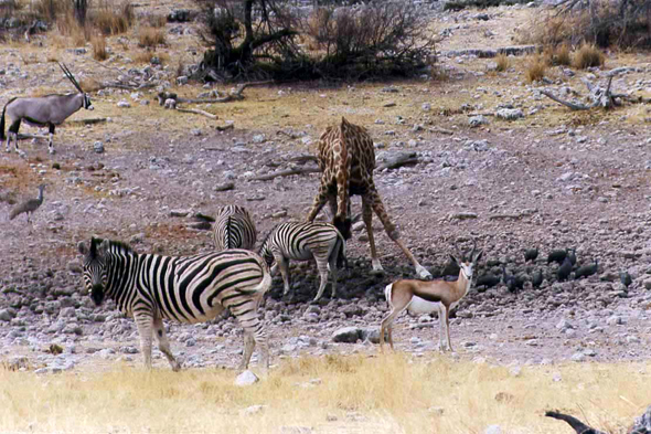 Parc d Etosha