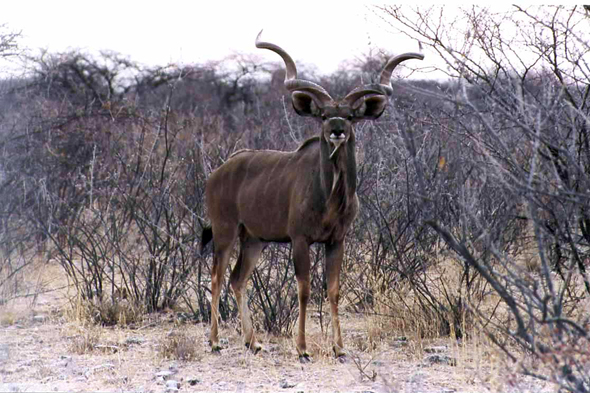 Etosha, koudou