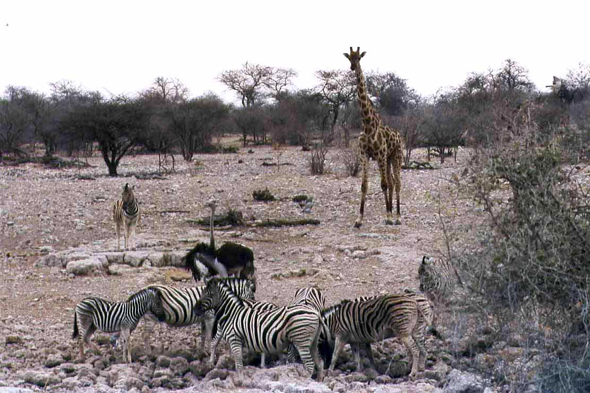 Etosha, zèbre, girafe, autruche