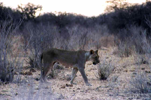 Etosha, lionne