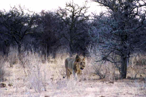 Namibie, lion