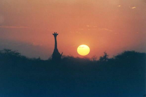 Okaukuejo, girafe