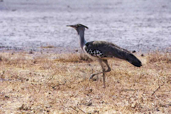 Namibie, outarde de Kori