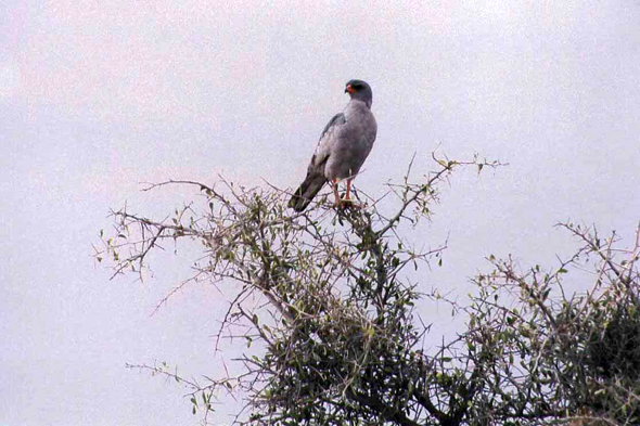 Etosha, autour