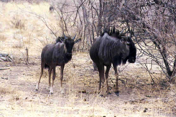 Etosha, gnous