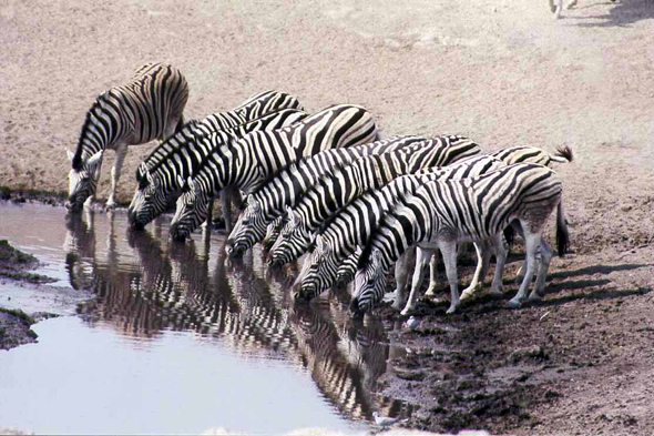 Etosha, zèbres