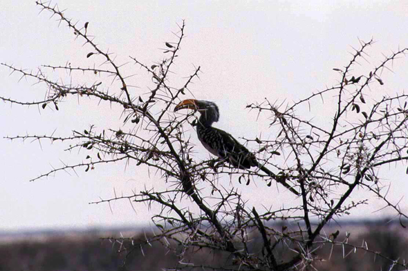 Namibie, petit calao