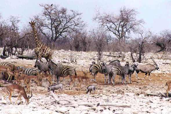 Etosha, zèbre, girafe, koudou, phacochère