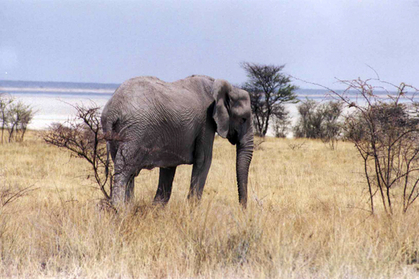Namibie, éléphant
