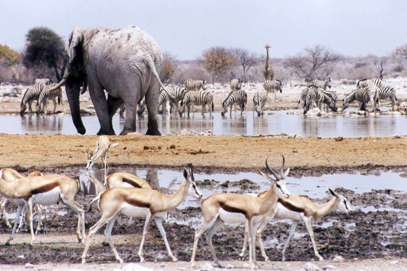 Etosha, zèbre, éléphant, girafe, springboks