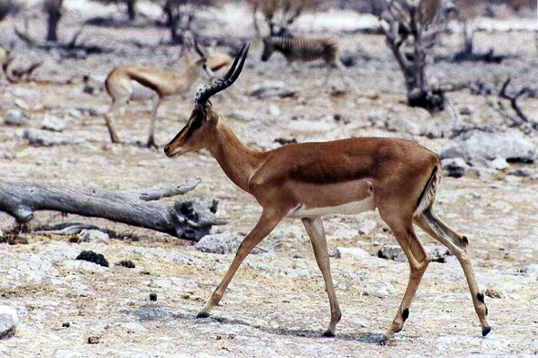 Etosha, springbok, Namibie