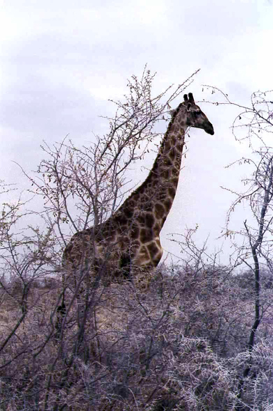 Une girafe dans le parc Etosha