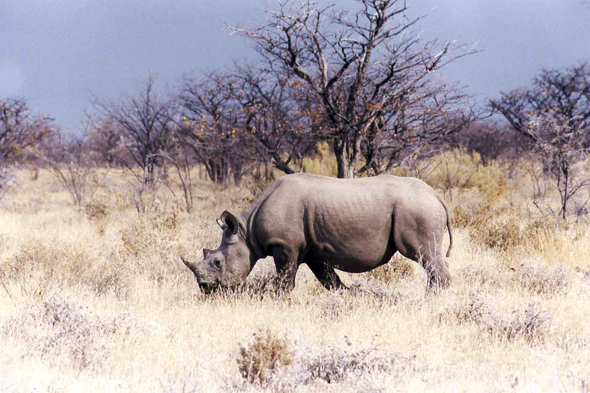 Namibie, rhinocéros