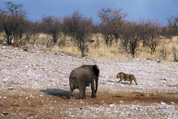 Etosha, éléphant, lion