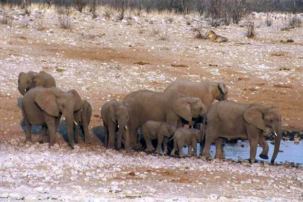 Etosha, éléphants