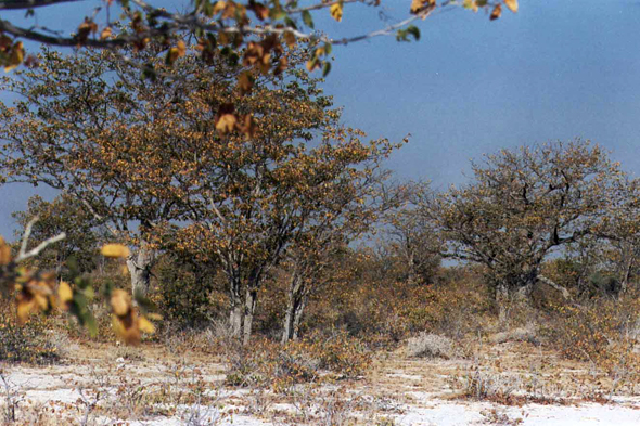 Namibie, bois de mopanes