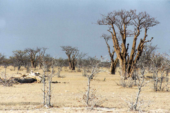Namibie, arbre moringa