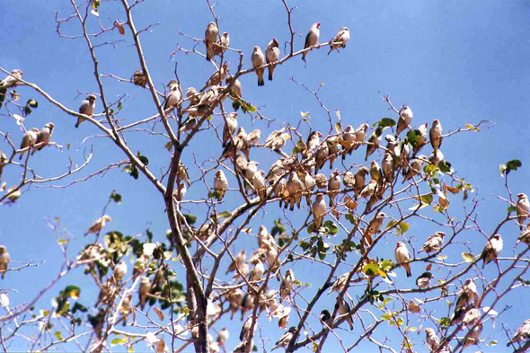 Hobatere, oiseaux