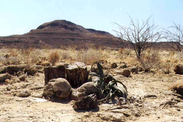 Damaraland, forêt pétrifiée