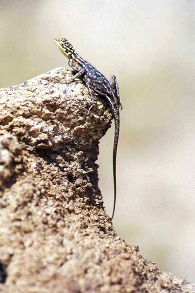 Namibie, lézard