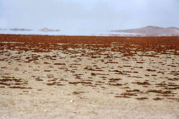 Lichens, côte, Namibie