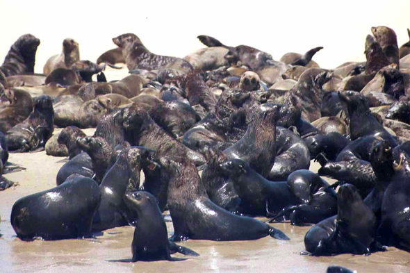 Walvis Bay, otaries