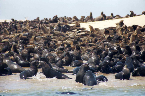 Otaries, Walvis Bay