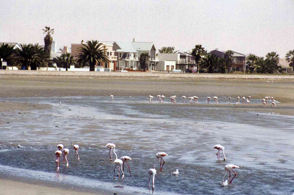 Walvis Bay, flamants roses