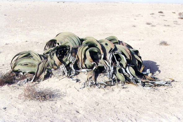 Welwitschia mirabilis, Namibie