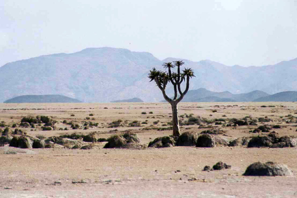 Namibie, kokerboom