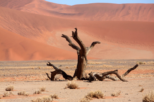 Sossusvlei, sable