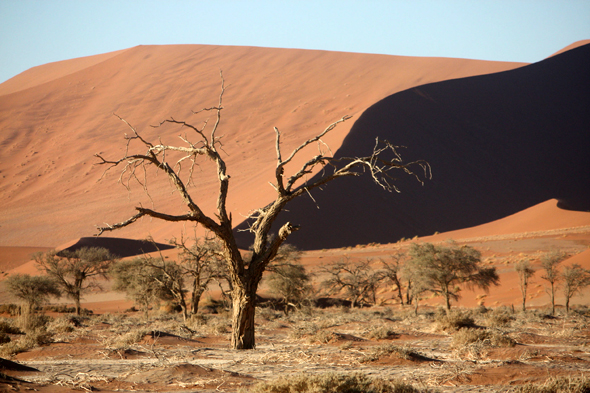 Sossusvlei, plantes