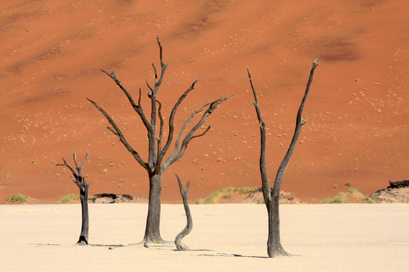 Sossusvlei, Deadvlei, arbre