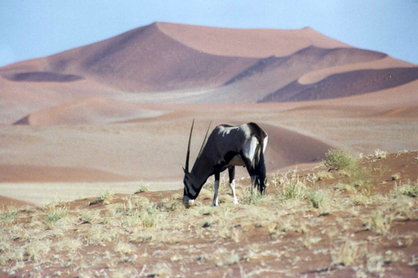 Dunes de Sossusvlei